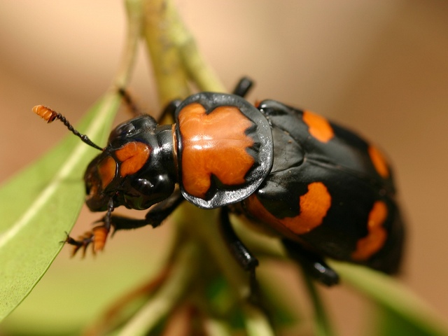 Все о жуках в Бузулуке | ЗооТом портал о животных