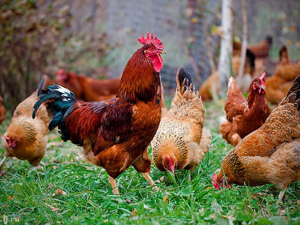 Породы куриц | ЗооТом - продажа, вязка и услуги для животных в Бузулуке
