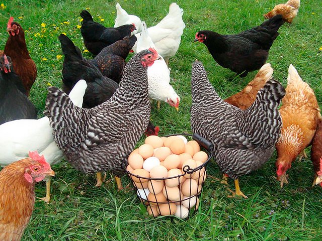 Содержание кур и уход за ними | ЗооТом - продажа, вязка и услуги для животных в Бузулуке