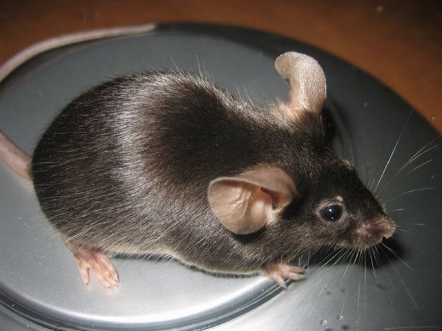 Все о мышах в Бузулуке | ЗооТом - продажа, вязка и услуги для животных в Бузулуке