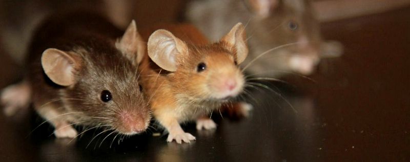 Все о мышах в Бузулуке | ЗооТом - продажа, вязка и услуги для животных в Бузулуке
