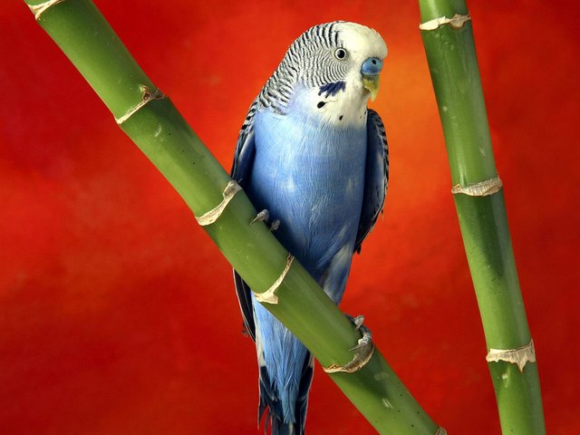 Все о попугаях в Бузулуке | ЗооТом портал о животных