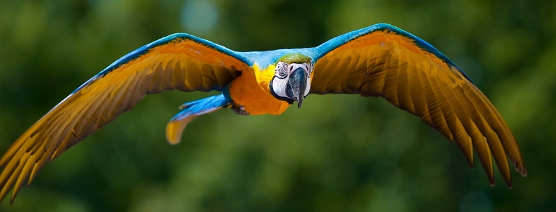 Все о попугаях в Бузулуке | ЗооТом портал о животных