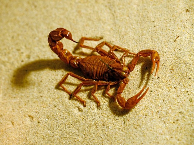 Породы скорпионов в Бузулуке | ЗооТом портал о животных