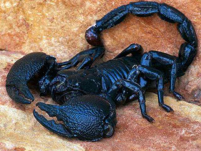 Все о скорпионах в Бузулуке | ЗооТом портал о животных