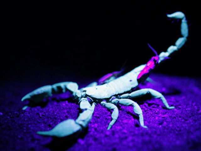 Все о скорпионах в Бузулуке | ЗооТом портал о животных