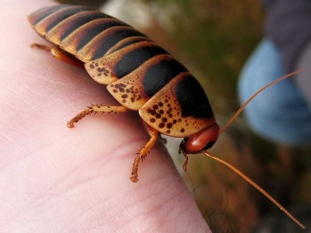 Породы тараканов в Бузулуке | ЗооТом портал о животных