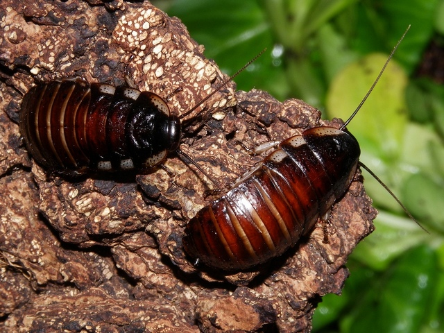Породы тараканов в Бузулуке | ЗооТом портал о животных