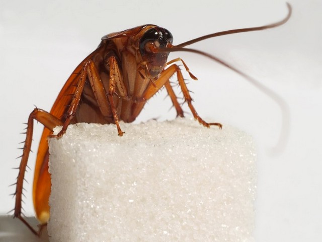 Все о тараканах в Бузулуке | ЗооТом портал о животных