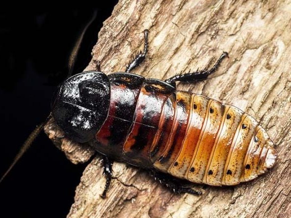 Все о тараканах в Бузулуке | ЗооТом портал о животных
