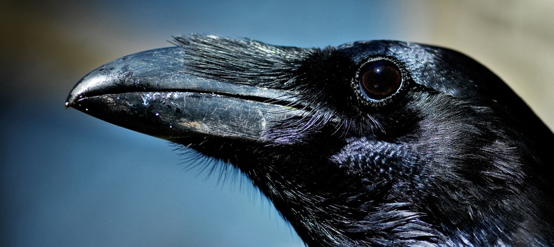 Все о воронах в Бузулуке | ЗооТом портал о животных