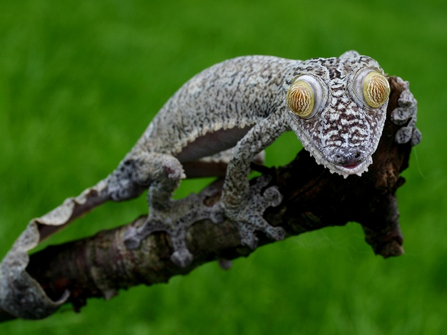 Породы гекконов | ЗооТом - продажа, вязка и услуги для животных в Бузулуке