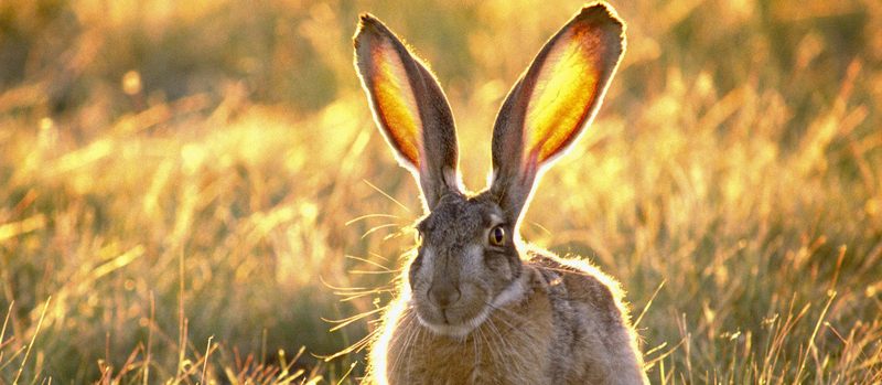 Все о зайцах | ЗооТом - продажа, вязка и услуги для животных в Бузулуке