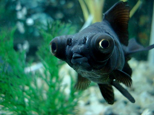Породы аквариумных рыбок в Бузулуке | ЗооТом портал о животных