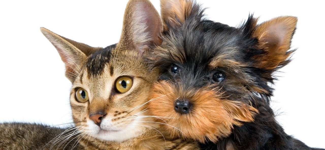 Доска объявлений о животных | ЗооТом - продажа, вязка и услуги для животных в Бузулуке