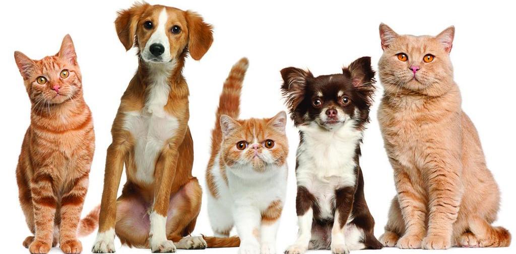 Доска объявлений о животных | ЗооТом - продажа, вязка и услуги для животных в Бузулуке