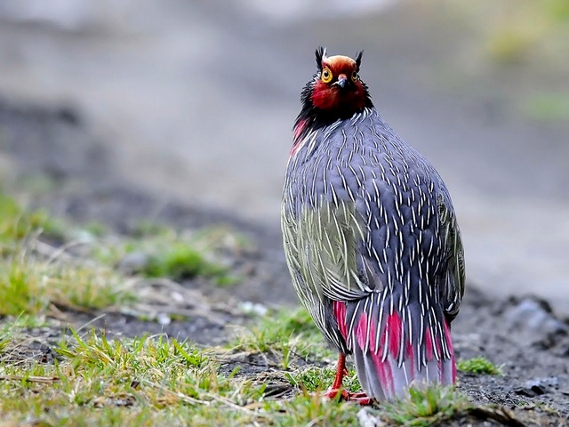 Все о фазанах в Бузулуке | ЗооТом портал о животных