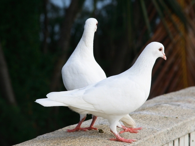 Все о голубях | ЗооТом - продажа, вязка и услуги для животных в Бузулуке