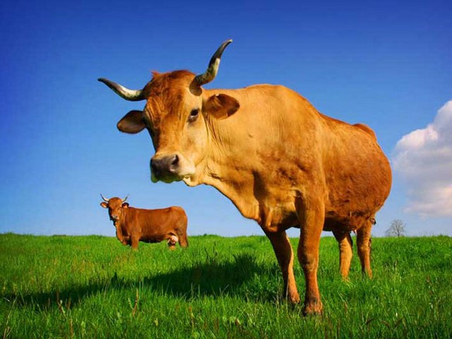 Все о коровах в Бузулуке | ЗооТом портал о животных