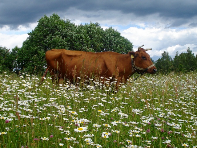 Все о коровах в Бузулуке | ЗооТом портал о животных