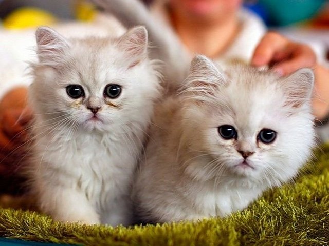 Породы кошек в Бузулуке | ЗооТом портал о животных