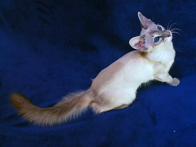 Выведенные породы кошек в Бузулуке | ЗооТом портал о животных