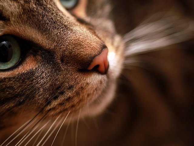 Статьи о кошках в Бузулуке | ЗооТом портал о животных