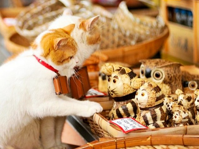 Интересные факты о кошках в Бузулуке | ЗооТом портал о животных