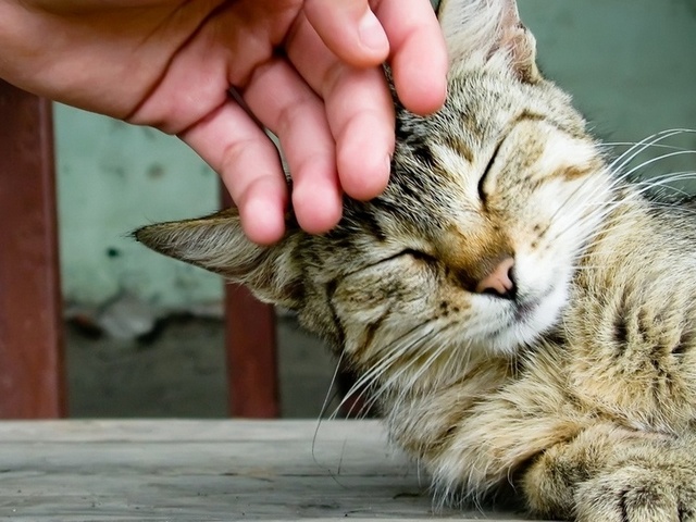 Интересные статьи о кошках в Бузулуке | ЗооТом портал о животных