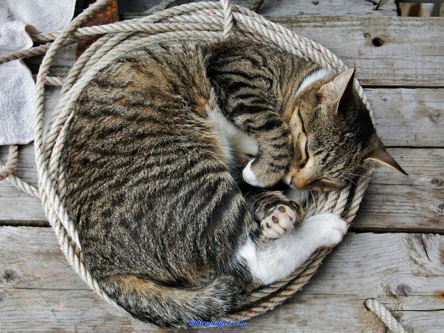 Все о кошках в Бузулуке | ЗооТом портал о животных