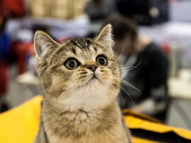Выставки кошек в Бузулуке | ЗооТом портал о животных