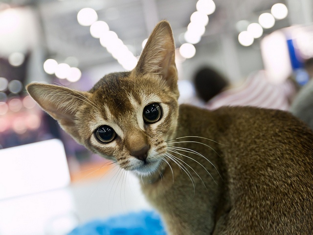 Выставки кошек в Бузулуке | ЗооТом портал о животных