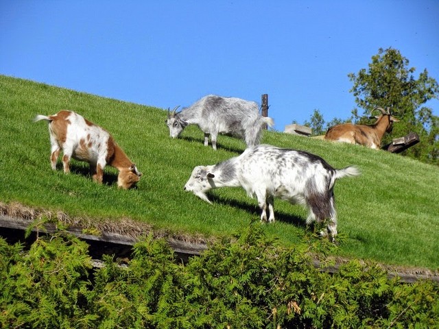 Все о козах в Бузулуке | ЗооТом портал о животных
