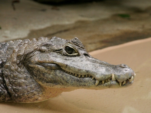 Все о крокодилах в Бузулуке | ЗооТом портал о животных