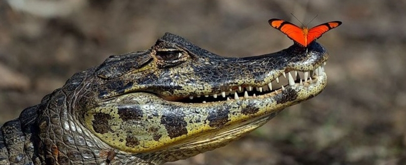 Все о крокодилах в Бузулуке | ЗооТом портал о животных