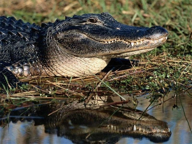 Породы крокодилов в Бузулуке | ЗооТом портал о животных
