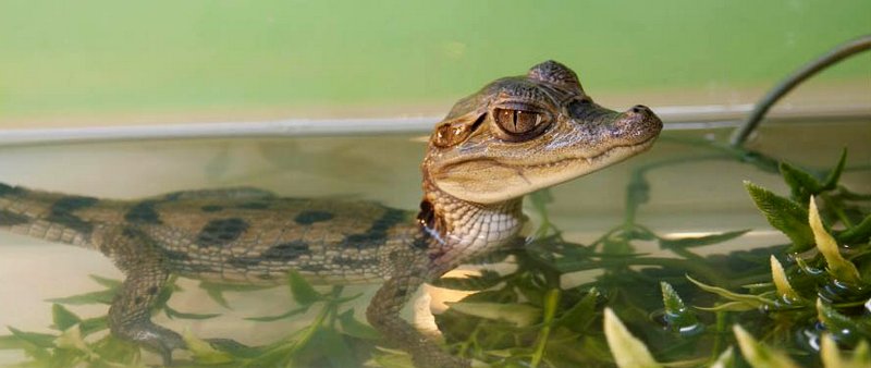 Содержание крокодилов и уход за ними в Бузулуке | ЗооТом портал о животных