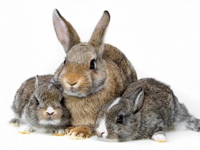 Все о кроликах в Бузулуке | ЗооТом портал о животных