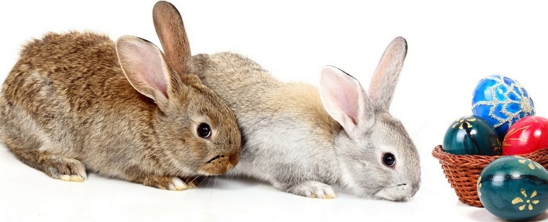 Все о кроликах в Бузулуке | ЗооТом портал о животных