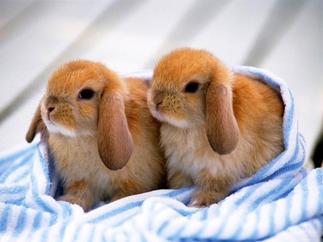 Породы кроликов в Бузулуке | ЗооТом портал о животных