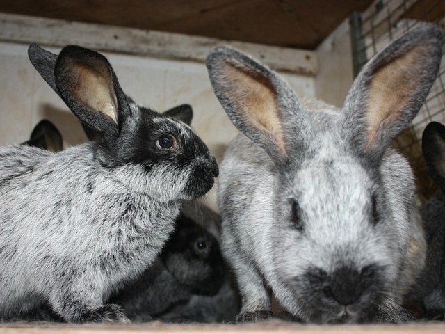 Породы кроликов в Бузулуке | ЗооТом портал о животных