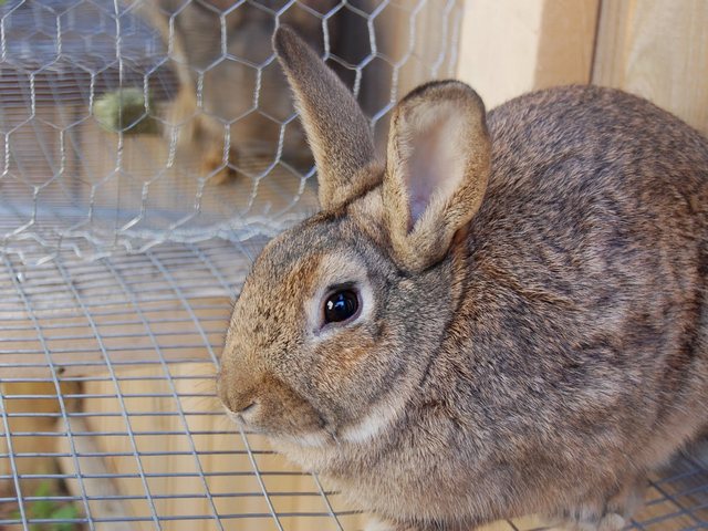 Содержание кроликов и уход за ними в Бузулуке | ЗооТом портал о животных