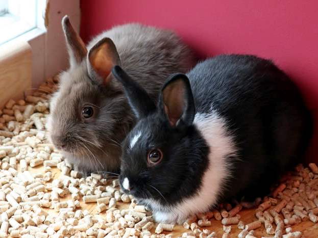 Содержание кроликов и уход за ними в Бузулуке | ЗооТом портал о животных