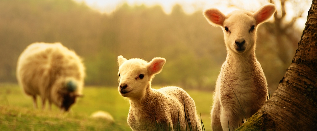 Объявления о сельскохозяйственных животных | ЗооТом - продажа, вязка и услуги для животных в Бузулуке