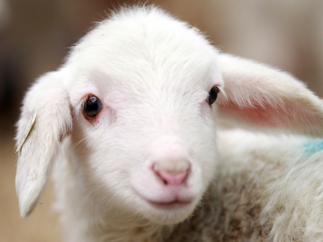 Овцы и бараны в Бузулуке | ЗооТом портал о животных