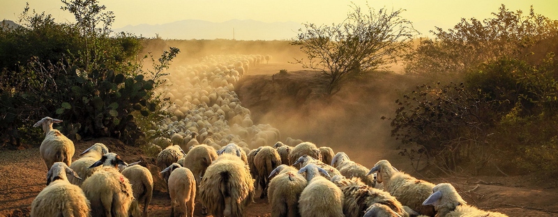 Все об овцах в Бузулуке | ЗооТом портал о животных