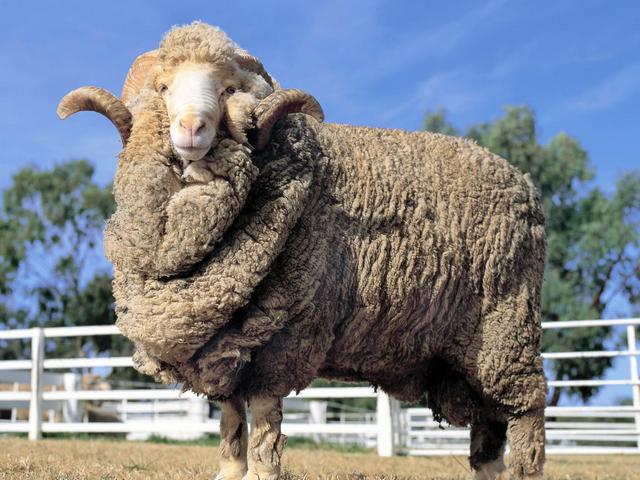 Породы овец в Бузулуке | ЗооТом портал о животных