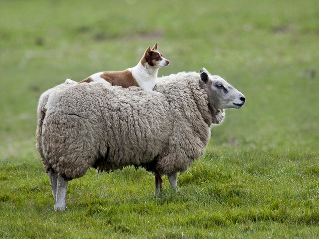 Все об овцах в Бузулуке | ЗооТом портал о животных