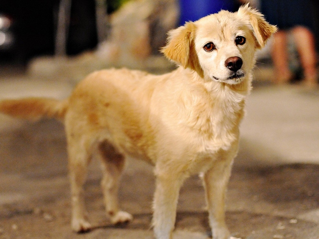 Породы собак в Бузулуке | ЗооТом портал о животных