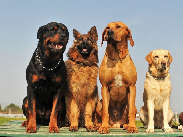 Крупные породы собак в Бузулуке | ЗооТом портал о животных